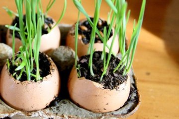 5 Idee per un Giardino in Miniatura