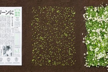 Dal Giappone Arriva Il Giornale Albero!