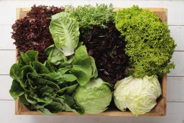 Tipologie di Insalata