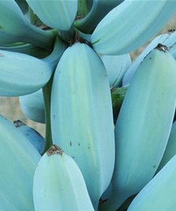 La Banana Blu dal Sapore di Gelato: Il Frutto Esotico che Nessuno Conosce