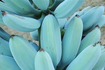 Blue Java, la Banana Blu che sa di Gelato alla Vaniglia