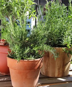 10 Trucchi per un Rosmarino Perfetto