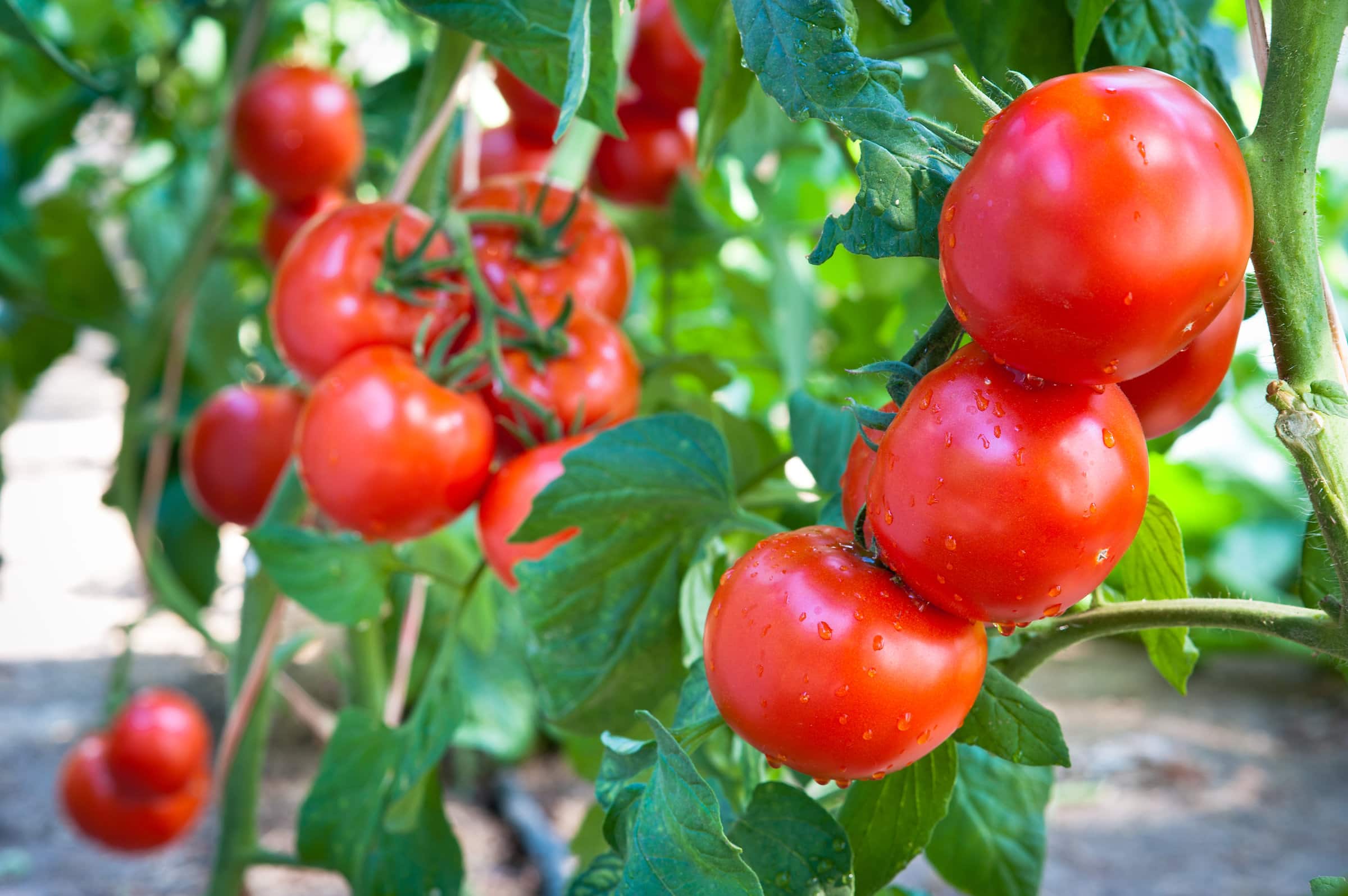 10 Trucchi per Coltivare i Pomodori in Vaso