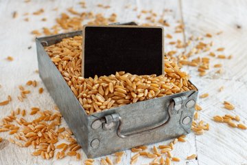 Grano Khorasan: Proprietà e Utilizzi in Cucina