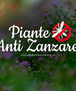 10 Piante Anti Zanzare per Balcone o Giardino