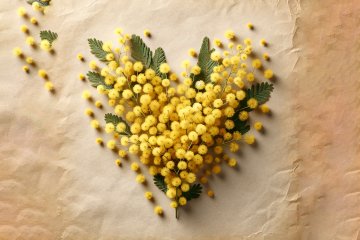 Festa della Donna 2026: Frasi e Immagini da Inviare su WhatsApp