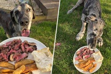 L’ultima cena del cane Iris: il gesto di un ristorante che commuove il mondo