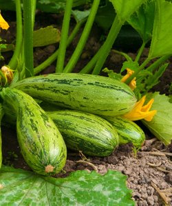 Come eliminare l’amaro dalle zucchine: metodi efficaci