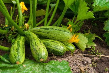 Come eliminare l’amaro dalle zucchine: metodi efficaci