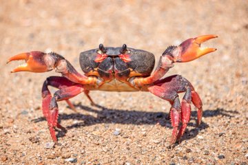 Stop Sofferenze ai Crostacei: Nasce la Coalizione in Difesa di Granchi, Aragoste e Astici