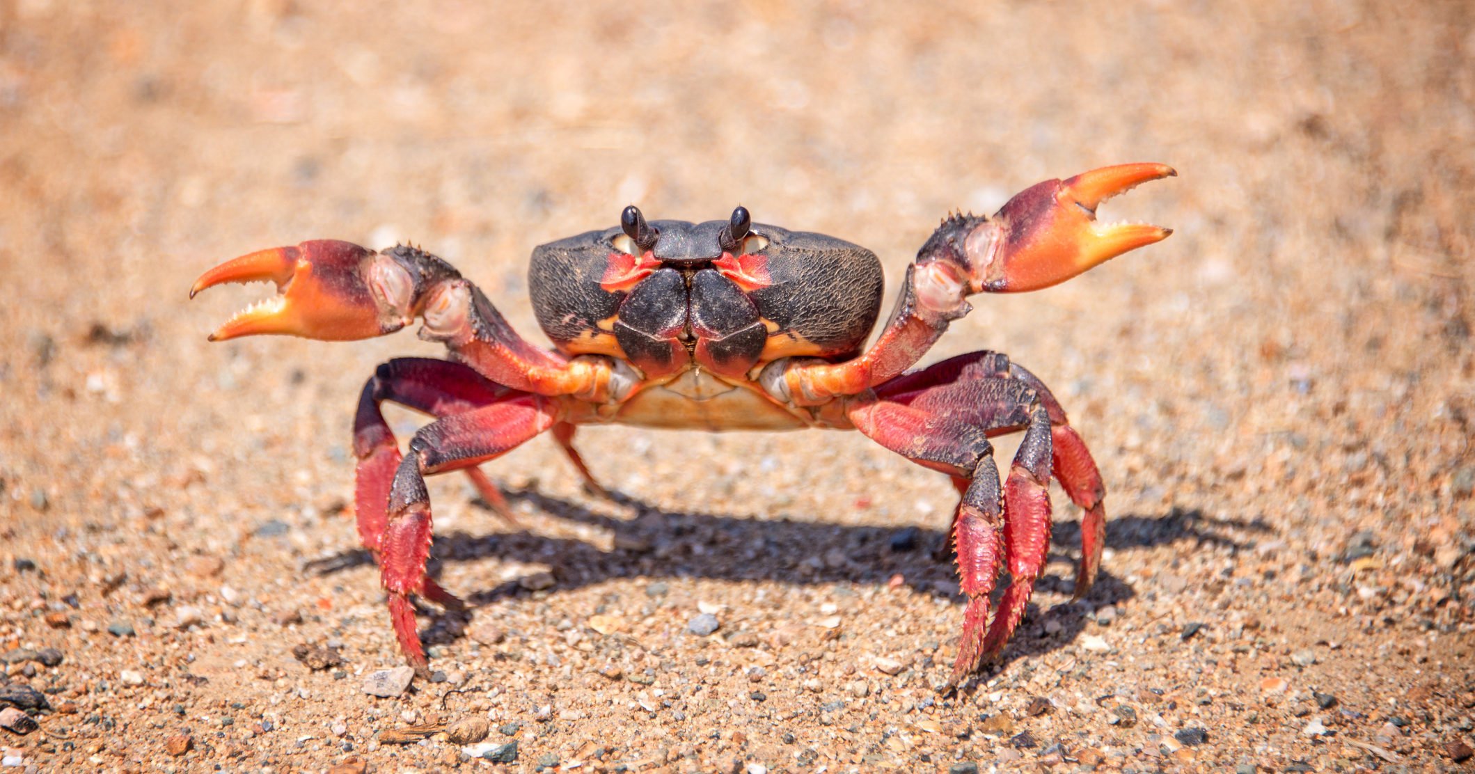 Stop Sofferenze ai Crostacei: Nasce la Coalizione in Difesa di Granchi, Aragoste e Astici