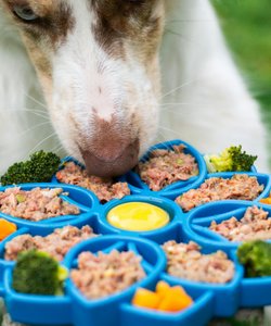Giornata mondiale del cane: cinque ricette casalinghe per celebrare il proprio amico a quattro zampe