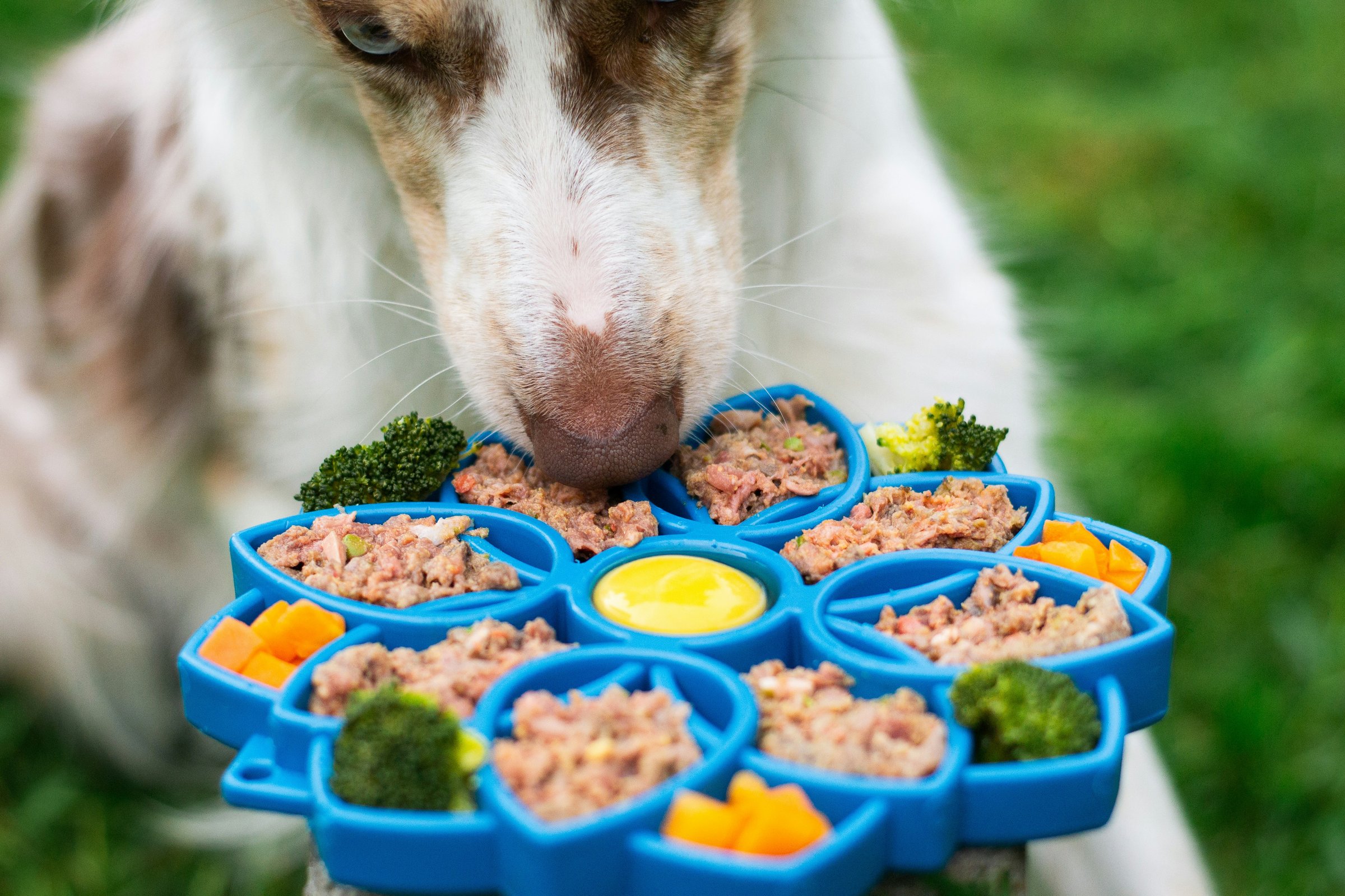 Giornata mondiale del cane: cinque ricette casalinghe per celebrare il proprio amico a quattro zampe