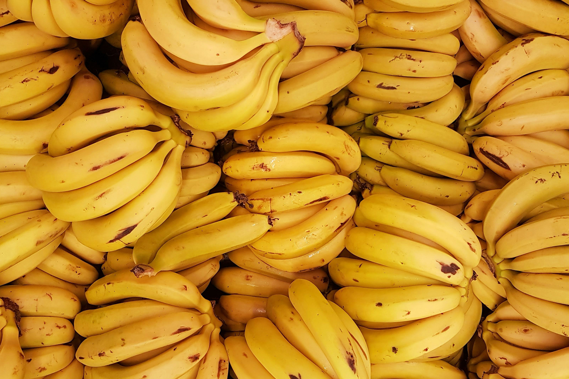 La Sicilia è Sempre più Tropicale, Così Chiquita Inizia a Coltivarci Banane… Sicuri che il Cambiamento Climatico Non Esista?