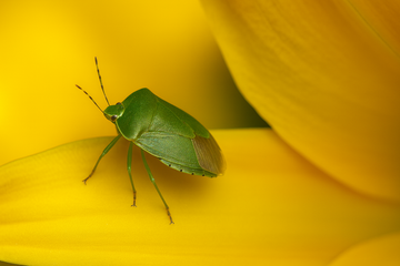 Addio Cimici da Casa Senza Repellenti Chimici: i Rimedi Naturali della Nonna