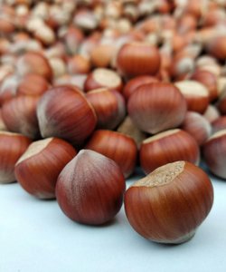 Raccolto Dimezzato e Prezzi Raddoppiati: la Crisi della Nocciola Mette in Allarme l’Industria Dolciaria