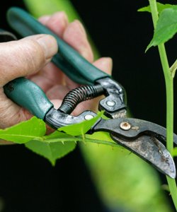 La regola delle 5 D nella potatura degli alberi da frutto: cos’è e come applicarla