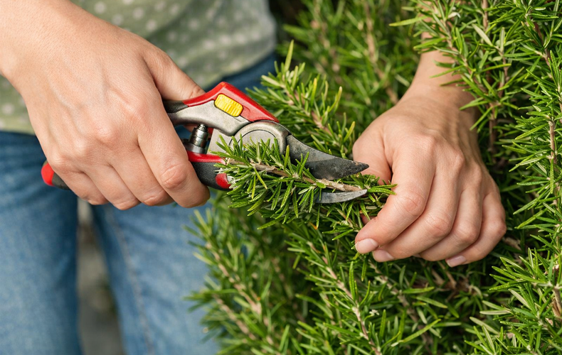 Potare il rosmarino a gennaio: quando è una buona idea e quando può danneggiare la pianta