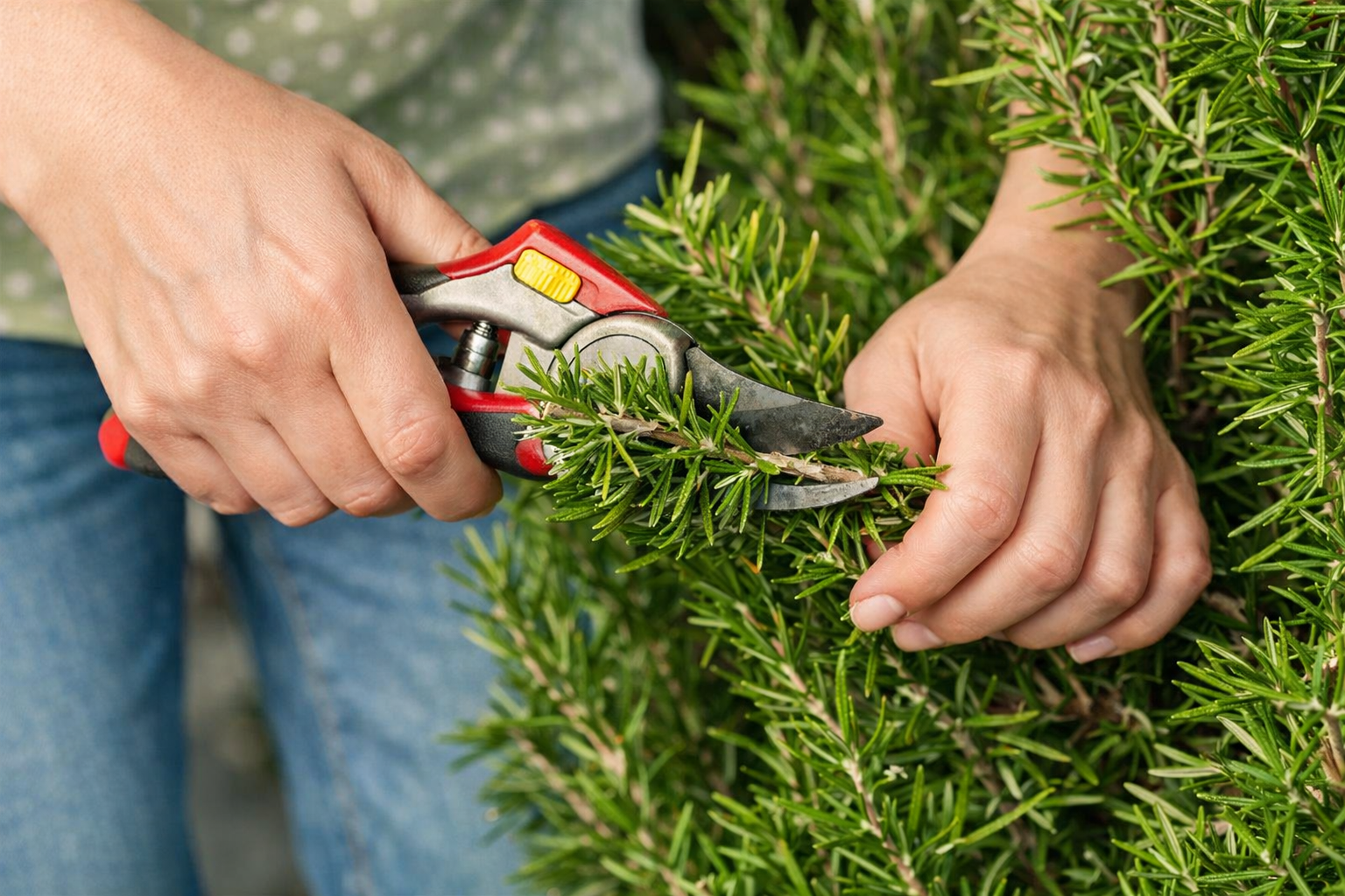 Potare il rosmarino a gennaio: quando è una buona idea e quando può danneggiare la pianta