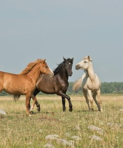 Carne di cavallo, tra proposta di legge e tradizione gastronomica: l’Italia è pronta a vietarla?