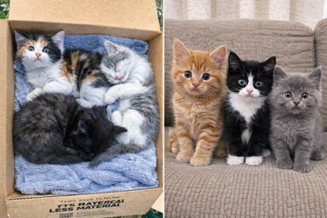 2 marzo, Giornata dei Gatti Salvati: “Salva una Vita, Adotta un Gatto”