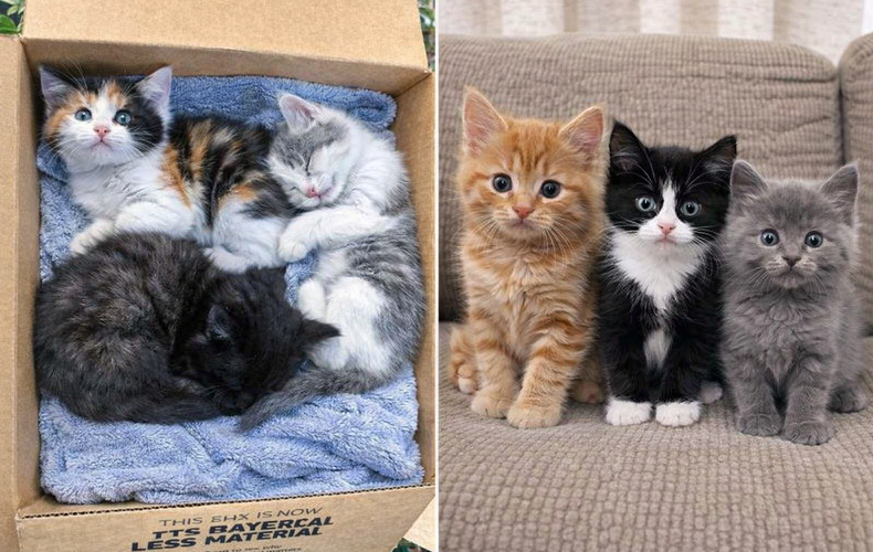 2 marzo, Giornata dei Gatti Salvati: “Salva una Vita, Adotta un Gatto”