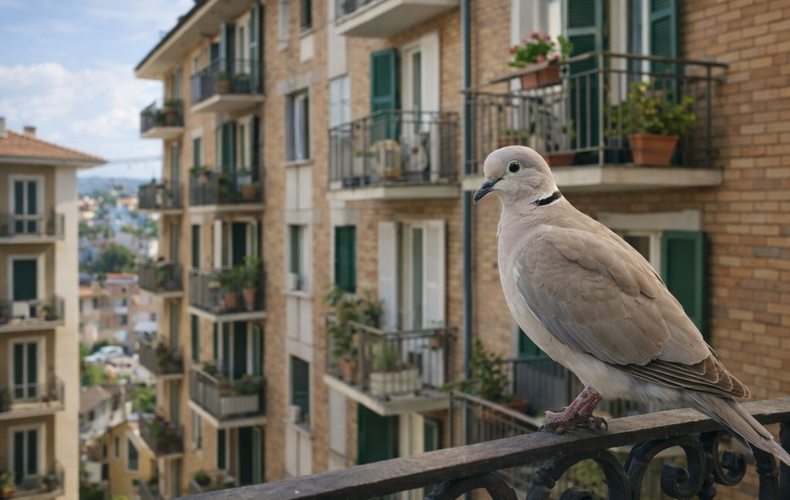 Tortora Vicino Casa: Cosa Significa Incontrarla?