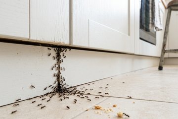 Formiche in casa, i rimedi naturali per allontanarle senza ricorrere agli insetticidi