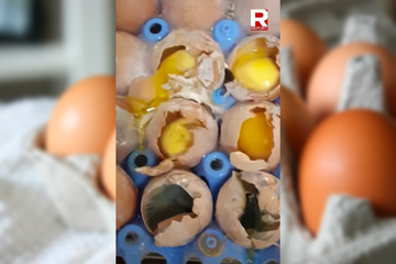Uova scadute, con muffa e topi: l’indagine shock di Report