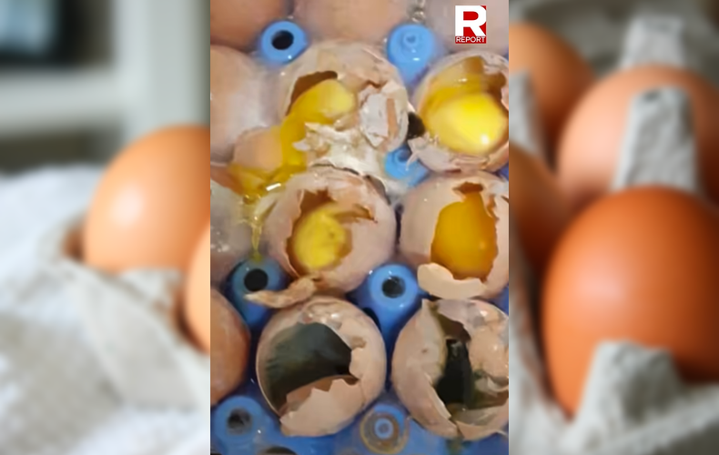 Uova scadute, con muffa e topi: l’indagine shock di Report